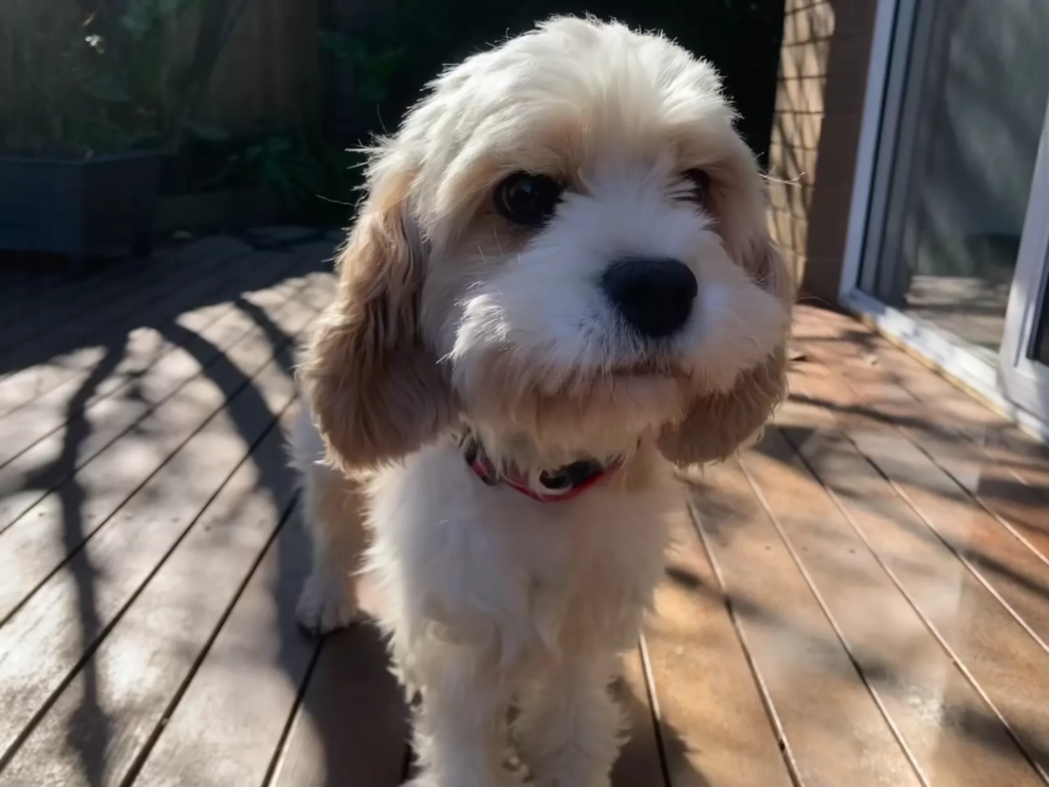 Molly