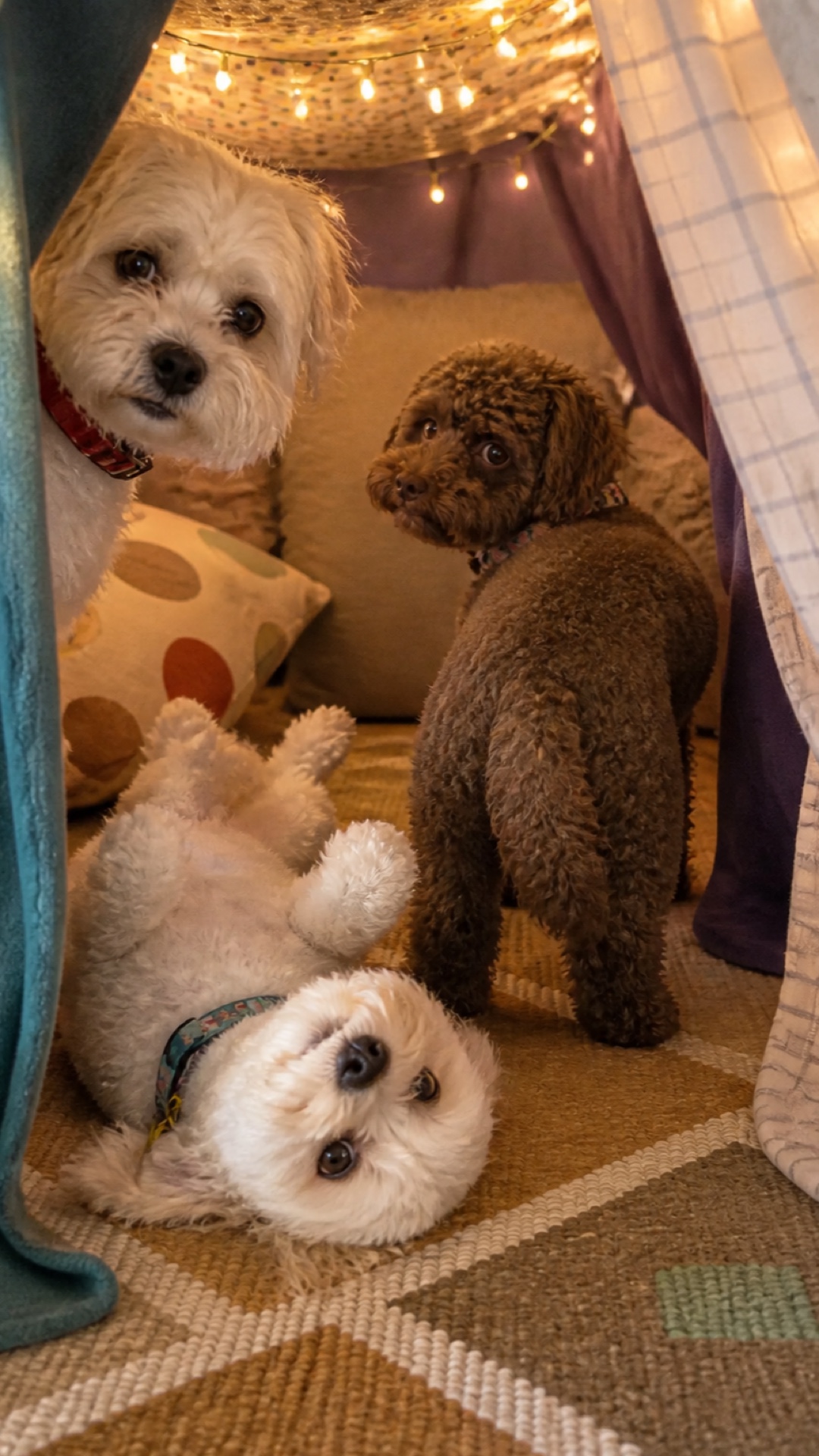 Portrait blanket fort scene with Molly, Shaina, and Poppy